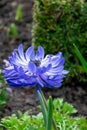 blue flower in a park by sofiero castle in helsingborg sweden Royalty Free Stock Photo