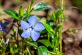 Blue Flower Periwinkle close-up with an unfocused background Royalty Free Stock Photo