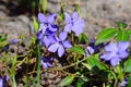 Blue Flower Periwinkle close-up with an unfocused background Royalty Free Stock Photo