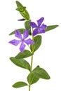 Blue flower of periwinkle, lat. Vinca, isolated on white backgro Royalty Free Stock Photo