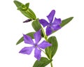 Blue flower of periwinkle, lat. Vinca, isolated on white backgro Royalty Free Stock Photo