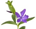 Blue flower of periwinkle, lat. Vinca, isolated on white backgro Royalty Free Stock Photo