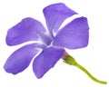 Blue flower of periwinkle, lat. Vinca, isolated on white background Royalty Free Stock Photo