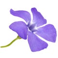 Blue flower of periwinkle, lat. Vinca, isolated on white background Royalty Free Stock Photo