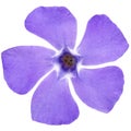 Blue flower of periwinkle, lat. Vinca, isolated on white background Royalty Free Stock Photo