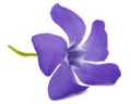 Blue flower of periwinkle, lat. Vinca, isolated on white background Royalty Free Stock Photo