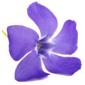 Blue flower of periwinkle, lat. Vinca, isolated on white background Royalty Free Stock Photo