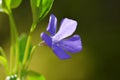 Blue flower Periwinkle Vinca minor close up. Royalty Free Stock Photo