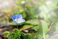 Blue flower Persian speedwell or Veronica persica, wild plant