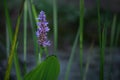 Blue flower of pickerelweed Pontederia cordata, an ornamental garden pond plant, growing also wild in narrow water of lakes and