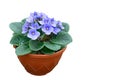 Blue flower in pot, houseplant isolated on white