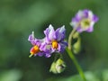 Blue flower of a potato on a green blurred background. Macro photo of a field plant and insects in the rays of sunlight. A warm an Royalty Free Stock Photo