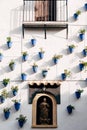 Blue flower pots on the wall. Flowers in pots in sunset light Royalty Free Stock Photo