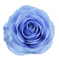 Blue flower rose on white isolated background with clipping path. no shadows. Closeup. For design.