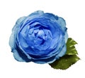 Blue flower roses on a white isolated background with clipping path no shadows. Rose with green leaves. For design. Closeu Royalty Free Stock Photo