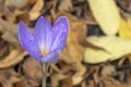 Blue flower of saffron or crocus ligusticus in the forest Royalty Free Stock Photo
