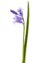 Blue flower of scilla , bluebell flower, isolated on white background