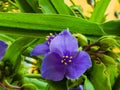 Blue flower Spider Web or Spider Lily in Ukraine. Its Latin name Tradescantia is native to North and South America