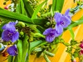 Blue flower Spider Web or Spider Lily in Ukraine. Its Latin name Tradescantia is native to North and South America