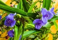 Blue flower Spider Web or Spider Lily in Ukraine. Its Latin name Tradescantia is native to North and South America