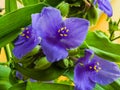 Blue flower Spider Web or Spider Lily in Ukraine. Its Latin name Tradescantia is native to North and South America