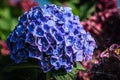 Blue flower in a garden in Germany