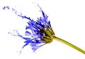 Blue flower with splashes Royalty Free Stock Photo