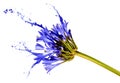 Blue flower with splashes Royalty Free Stock Photo