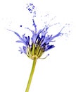 Blue flower with splashes Royalty Free Stock Photo