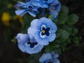 Blue flower in the spring time sunny day beauty Royalty Free Stock Photo