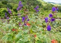 Blue Flower in Vallee des Couleurs in Mauritius. National Park Royalty Free Stock Photo