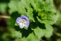 Blue flower Veronica persica in the garden Royalty Free Stock Photo