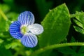 Blue flower Veronica persica or Persian speedwell isolated on green background Royalty Free Stock Photo