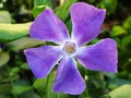 Blue flower vinca or periwinkle