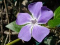 Side view of a flower of a Vinca
