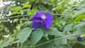 Blue flower vine. Pea flowers Royalty Free Stock Photo