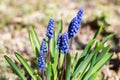 Blue flower Viper Bow in a flowerbed with green leaves