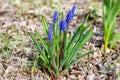 Blue flower Viper Bow in flowerbed with green leaves