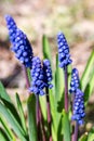 Blue flower Viper Bow in a flowerbed with green leaves