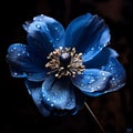 Blue flower with water drops isolated on black background. Flowering flowers, a symbol of spring, new life Royalty Free Stock Photo