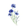 Blue flower. Watercolor floral illustration. Floral decorative element. Vector floral background. Royalty Free Stock Photo