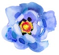 Blue flower. Watercolor painting. Beautiful watercolor flower