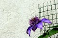 Blue flower on a white background with a green grill