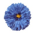 Blue flower, white isolated background with clipping path. Closeup Royalty Free Stock Photo