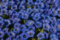 Blue flowerbed in the botanic garden of Mont Blanc, Aosta Valley, Italy