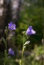 Blue flowered Campanula closeup on nature.