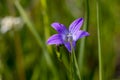 Blue flowered Campanula closeup on nature.