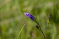 Blue flowered Campanula closeup on nature.