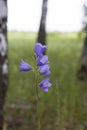 Blue flowered Campanula closeup on nature.