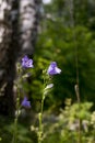 Blue flowered Campanula closeup on nature.